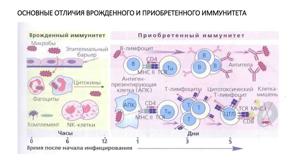 Звенья иммунитета схема