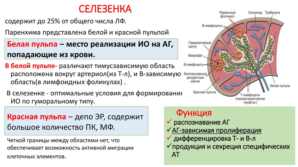 Схема строения селезенки иммунология