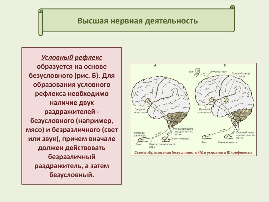 Примеры рефлексов головного мозга. Строение высшей нервной деятельности человека. Высшая нервная деятельность строение. Высшая нервная деятельность условные и безусловные рефлексы. Рефлекс нервной деятельности.
