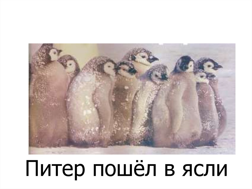 Питер пошёл в ясли