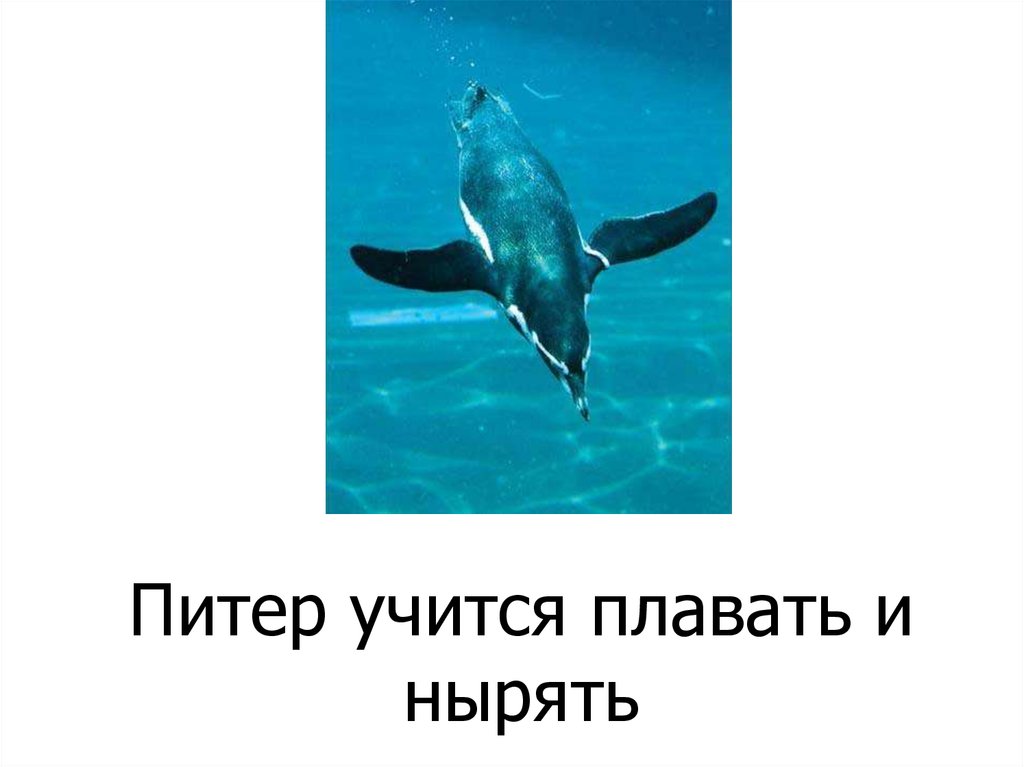 Питер учится плавать и нырять