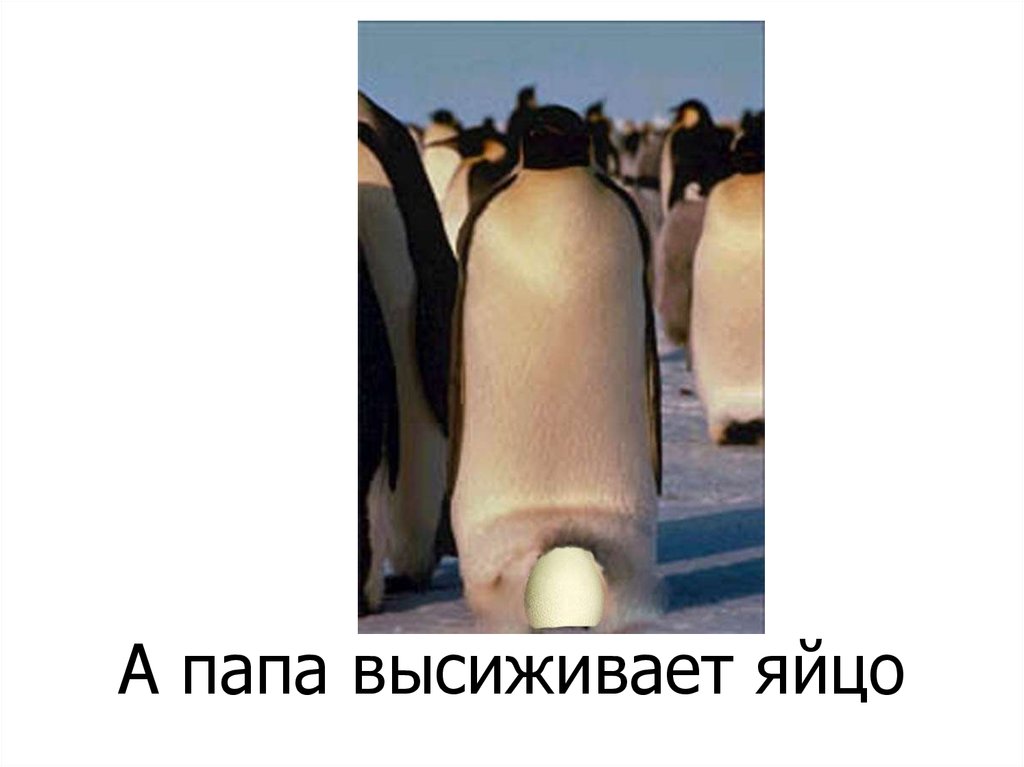 А папа высиживает яйцо