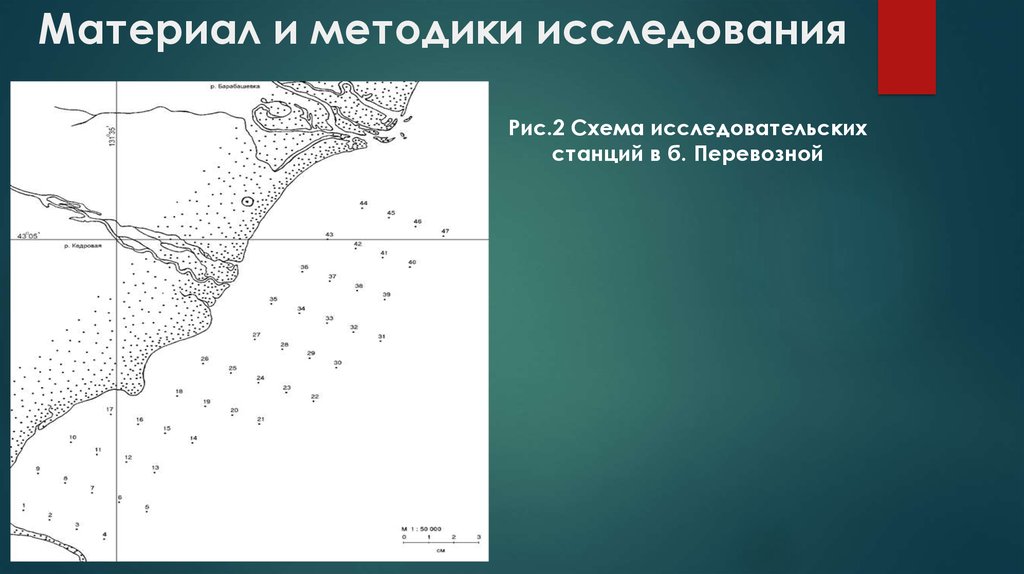 Трепанги по дальневосточному технологическая схема