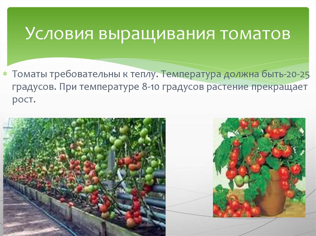 Способы выращивания помидоров. Условия выращивания томатов. Условия для выращивания овощей. Помидор для презентации. Условия произрастания томата.