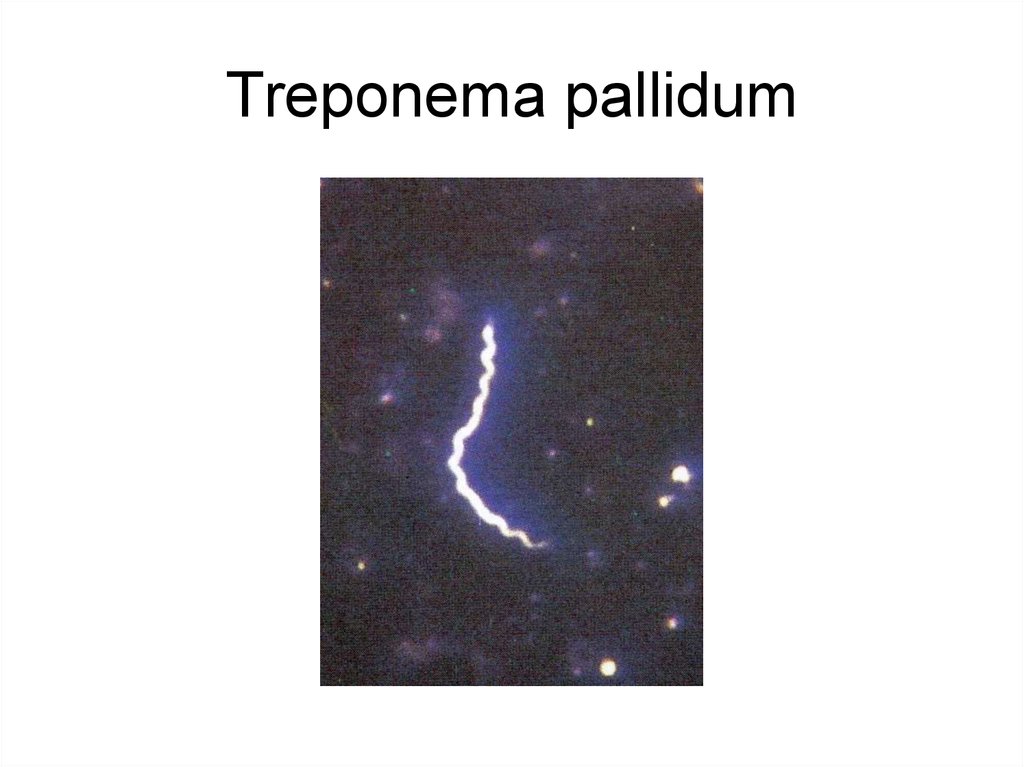 Treponema pallidum отрицательный