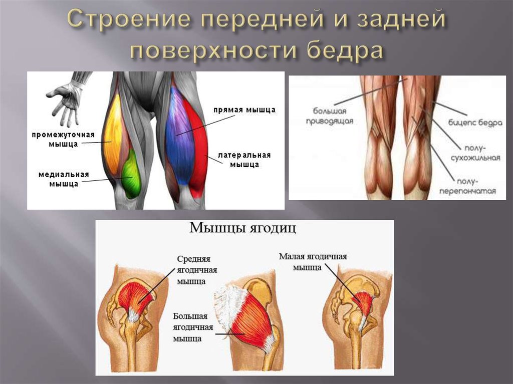 Задняя мышца. Мышцы бедра передняя и задняя группа. Строение мышц бедра сзади. Мышцы бедра анатомия задняя поверхность бедра. Передняя группа мышц бедра строение.