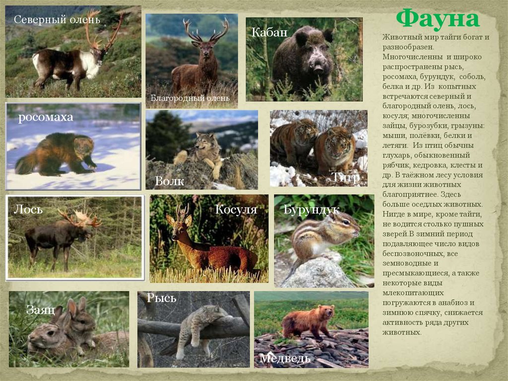 В какой природной зоне живет лось. Животный мир тайги богат и разнообразен. Тайга животный мир благородный олень. Тайга богатства животные.