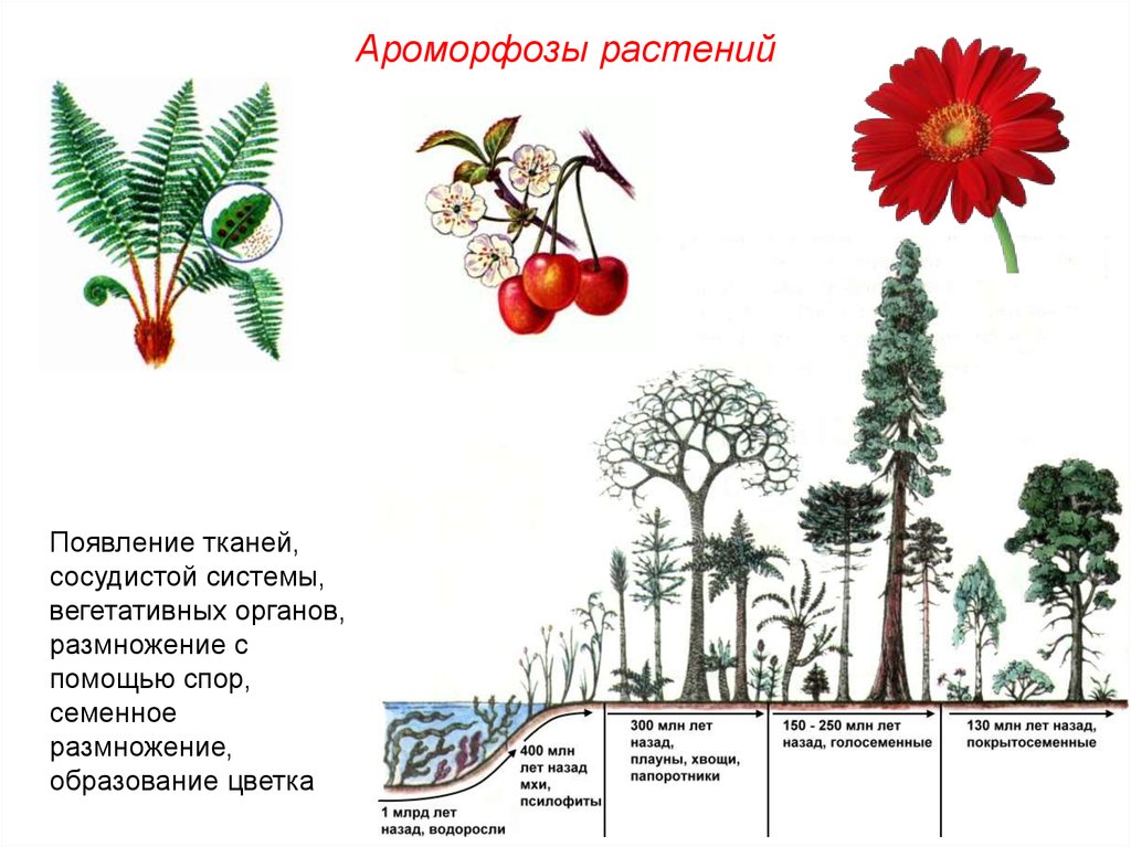 Последовательность появления покрытосеменных. Ароморфозы растений. Ароморфозы покрытосеменных растений таблица. Ароморфозы папоротниковидных растений. Ароморфозы цветковых растений.