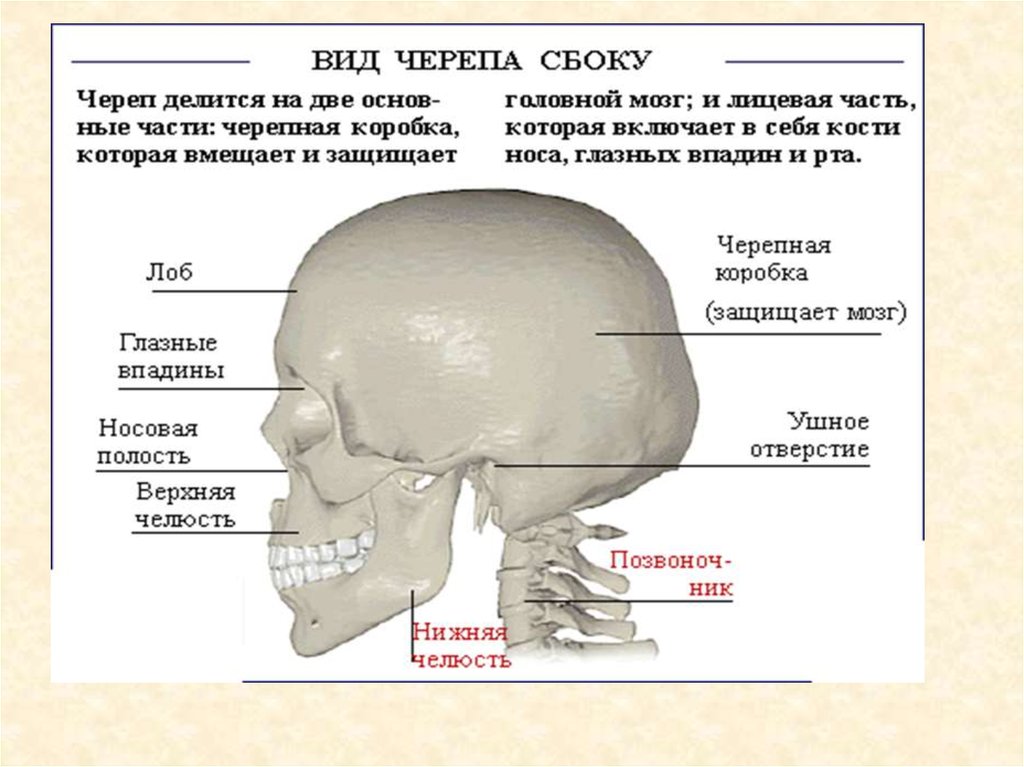 Мозговая лицевая часть черепа. Череп сбоку. Возрастные изменения черепа человека вид сбоку. Череп вид прямо и сбоку.