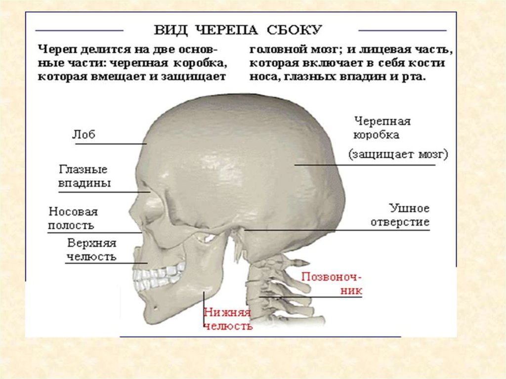 Мозговая лицевая часть черепа