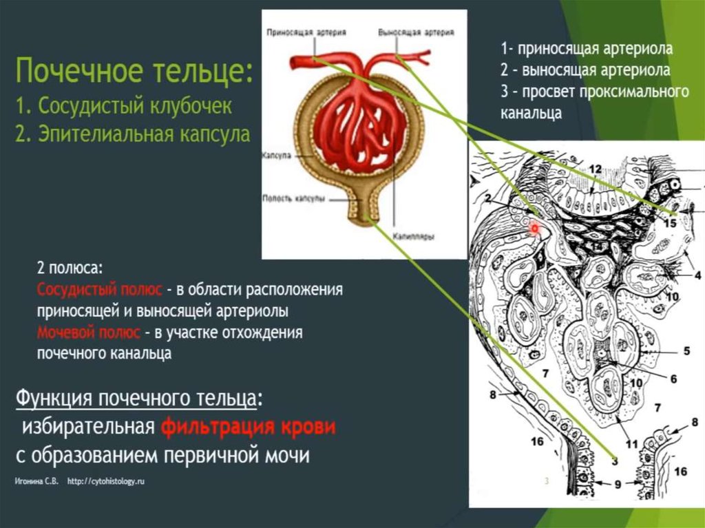 Почечное тельце на рисунке отмечено цифрой