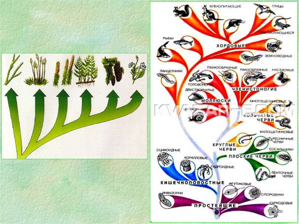 Развитие организмов от простого к сложному. Основы эволюции растений Келлер. Процесс приводящий к эволюции организмов 8 букв.