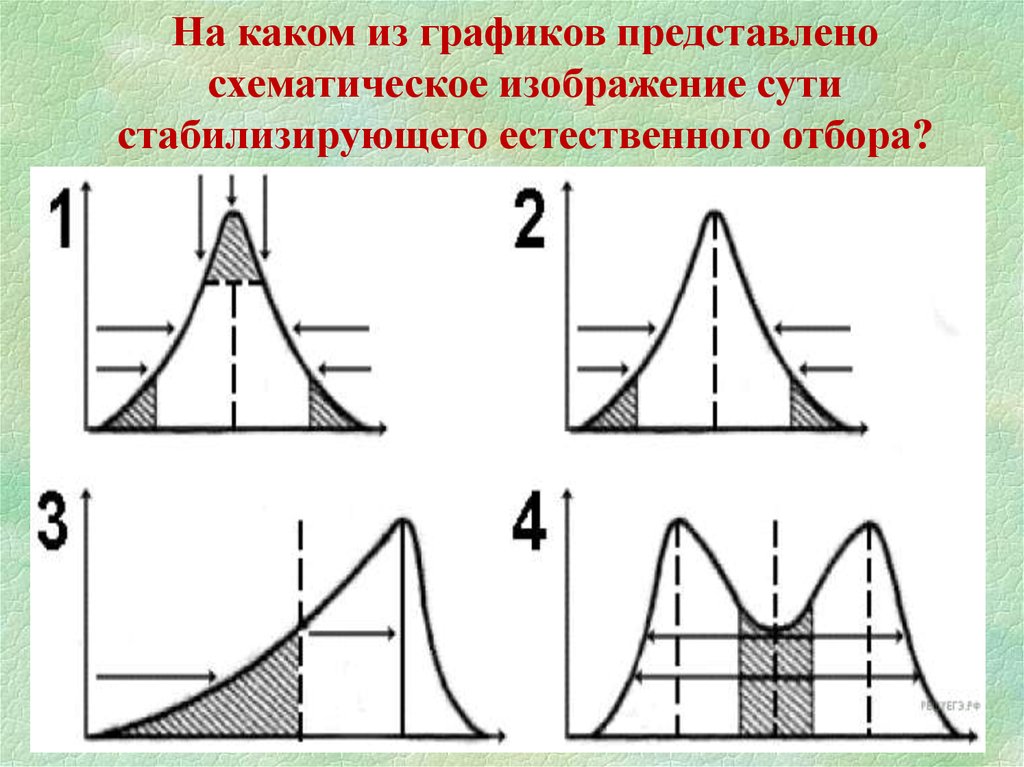 Схема стабилизирующего отбора