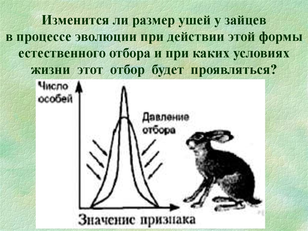 Процесс эволюции организмов