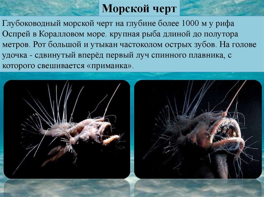 В глубоководных океанах отсутствуют. Европейский удильщик доклад. Глубоководная рыба удильщик. Европейский удильщик морской чёрт. Глубоководный удильщик (морской дьявол).