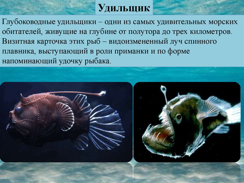 В глубоководных сообществах океана отсутствуют. Глубоководная рыба удильщик. Рыба удильщик реальная. Рыба удильщик сообщение 5 класс. Морской черт глубоководный удильщик.
