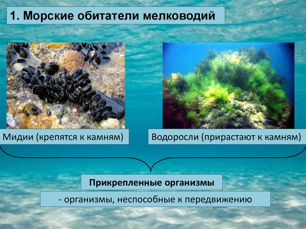 Приспособление живых организмов в океане. Морские обитатели мелководий. Морские обитатели мелководье приклеплённые организмы. Жизнь организмов в морях и океанах. Обитатели мелководий прикрепленные организмы.