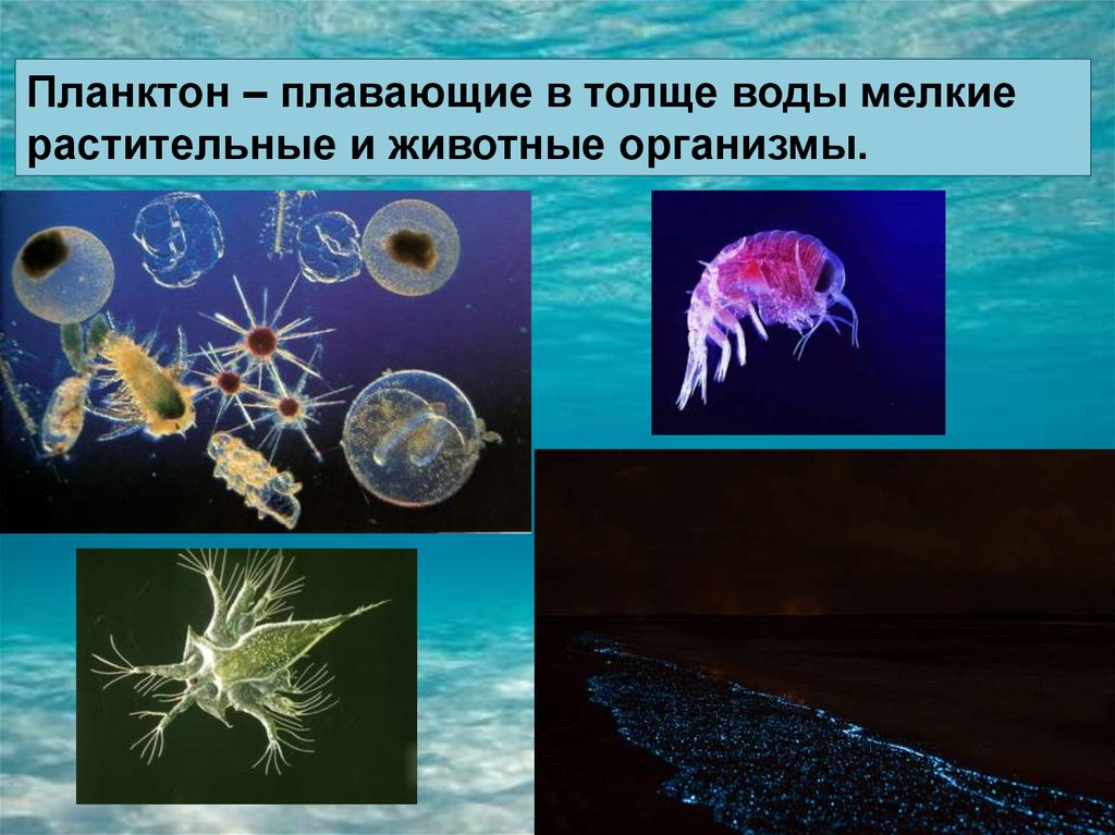 Группы живых организмов в океане. Обитатели моря планктон. Организмы обитающие в толще воды. Планктон обитатели толщи воды. Организмы обитающие в морях и океанах.