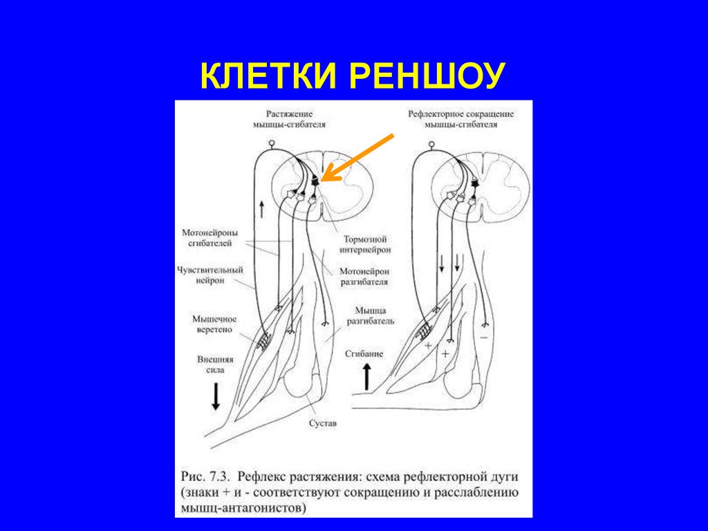 Регуляция мышечного тонуса - презентация онлайн
