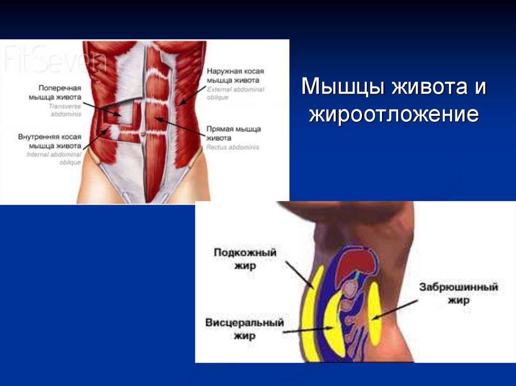 Внутренние мышцы живота