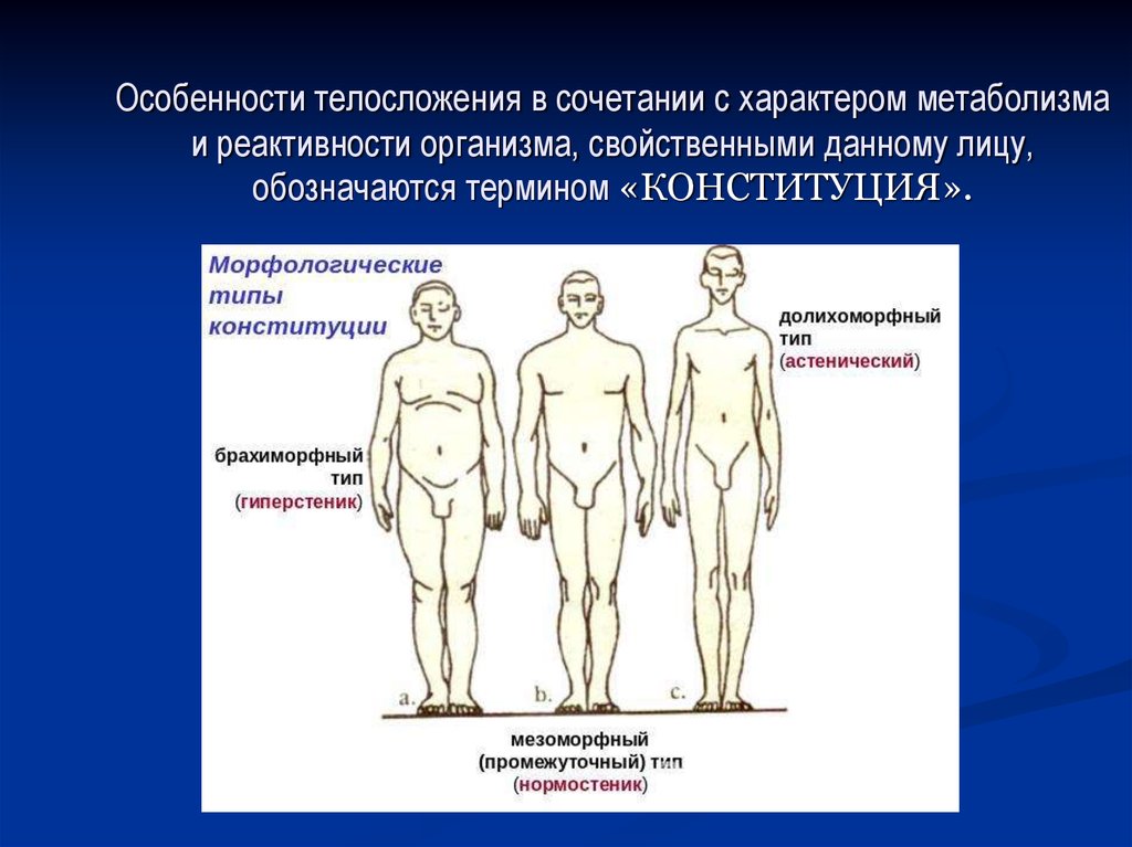 Особенности тела. Брахиморфный Тип долихоморфный Тип мезоморфный Тип. Особенности телосложения. Долихоморфный Тип телосложения. Типы телосложения анатомия.