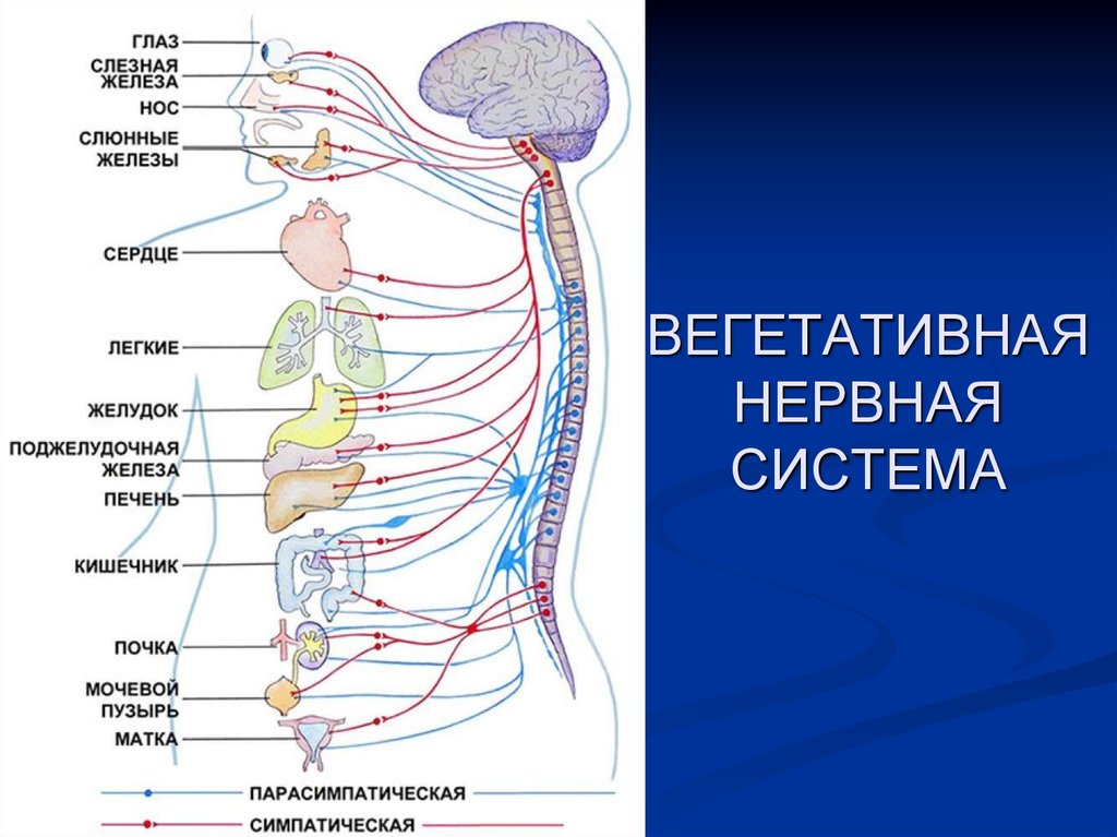 Автономная вегетативная нервная система презентация