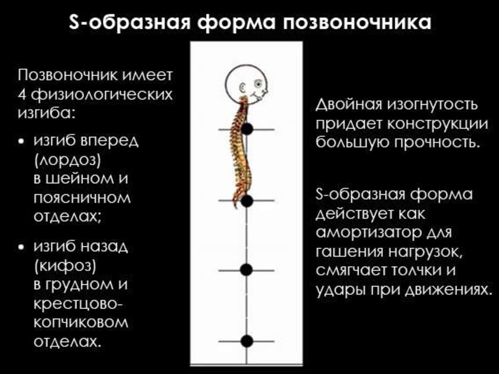 Форма имеет значение. S образная форма позвоночника. S образный изгиб позвоночника. С образный позвоночник. Физиологические изгибы позвоночника.