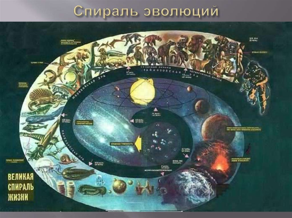 Развитие земли. Эволюционная спираль развития. Спираль развития жизни. Спираль развития земли. Спираль эволюции жизни на земле.