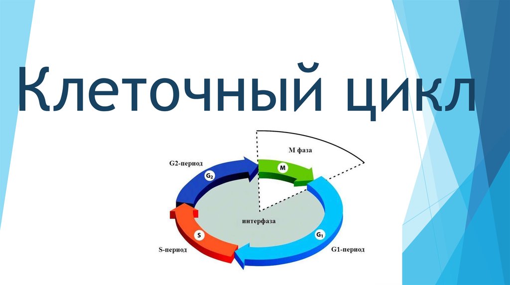 Клеточный цикл презентация