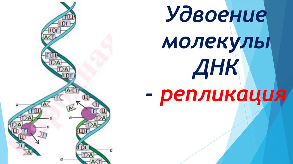 Удвоение количества днк происходит. Удвоение (репликация) молекул ДНК. Удвоение молекулы ДНК. Редупликация молекул ДНК. Удвоение молекул ДНК происходит.