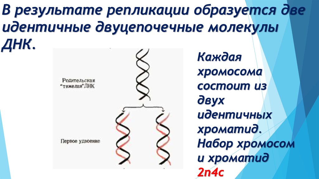В результате репликации образуется две идентичные двуцепочечные молекулы ДНК.