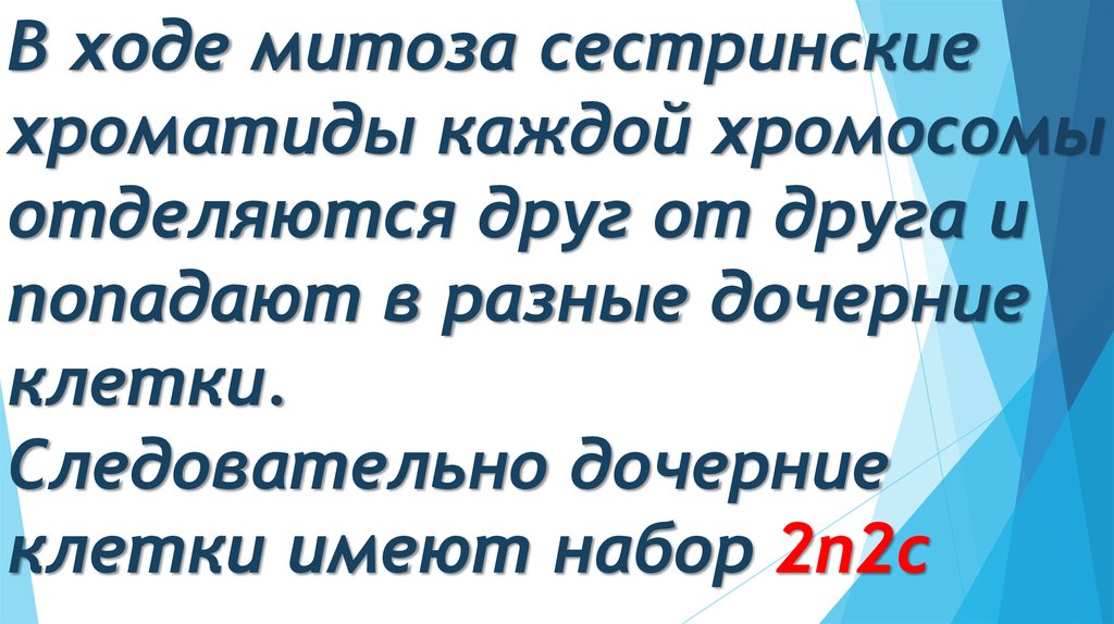 В ходе митоза сестринские хроматиды каждой хромосомы отделяются друг от друга и попадают в разные дочерние клетки.