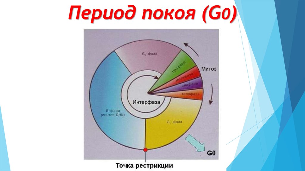 3 этапа интерфазы. Фаза g0 клеточного цикла. G0 период интерфазы. G0 период клеточного цикла. Период покоя клетки.