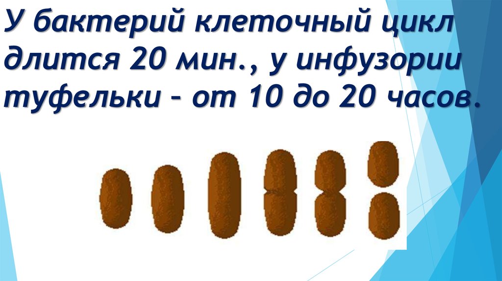 У бактерий клеточный цикл длится 20 мин., у инфузории туфельки – от 10 до 20 часов.