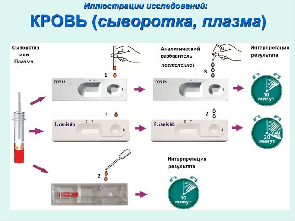 Кровяная сыворотка это