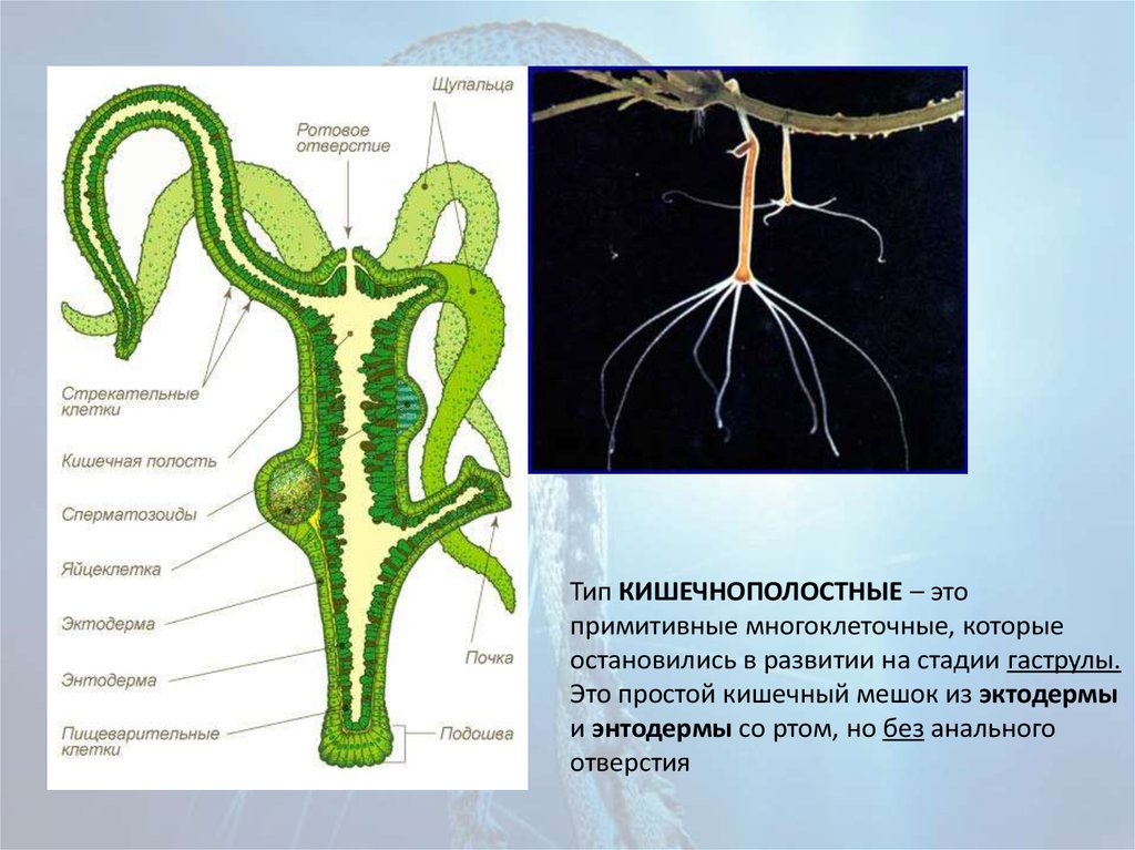 Кишечнополостные имеют стрекательные клетки