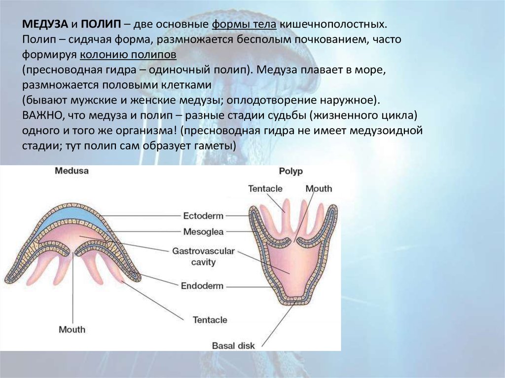 Чем различается образ жизни полипа и медузы. Форма тела полипа. Гидры одиночный полип. Полип медузы.