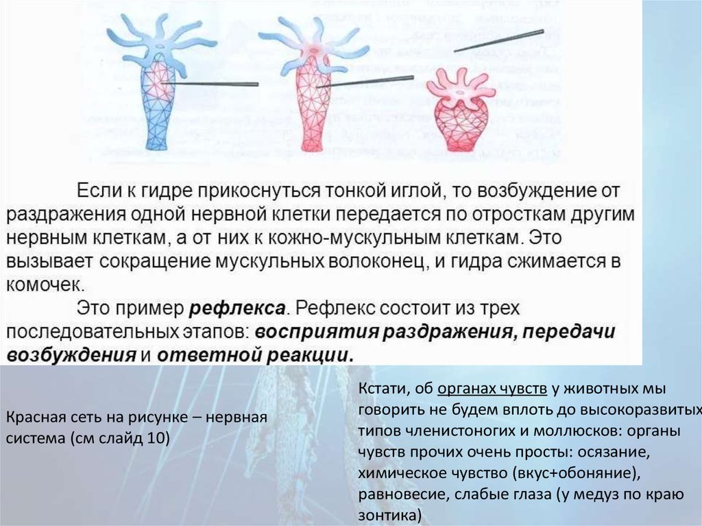 В изображенном на рисунке опыте экспериментатор прикасается острым предметом к телу гидры