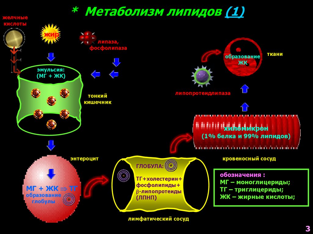 Холестерин нарушение липидного обмена. Липидный обмен схема. Путь липидов в организме. Липидный метаболизм. Метаболиты липидов.