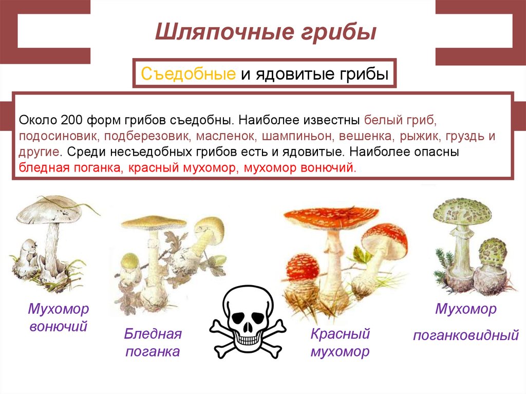 Три группы шляпочных грибов. Ядовитые Шляпочные грибы. Шляпочные грибы несъедобные грибы. Несъедобные Шляпочные грибы 5 класс биология. Грибы ядовитые и съедобные Шляпочные плесневые.