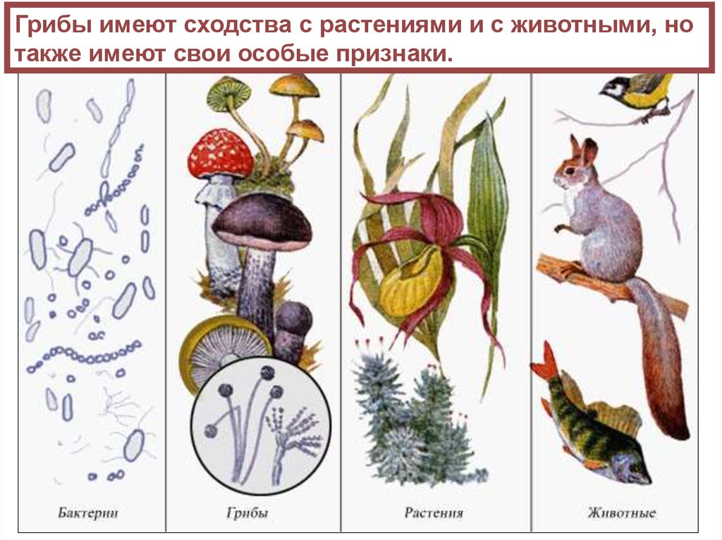 В чем сходство грибов с животными