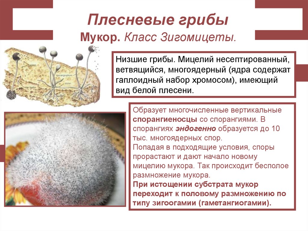 Плесневелый гриб мукор