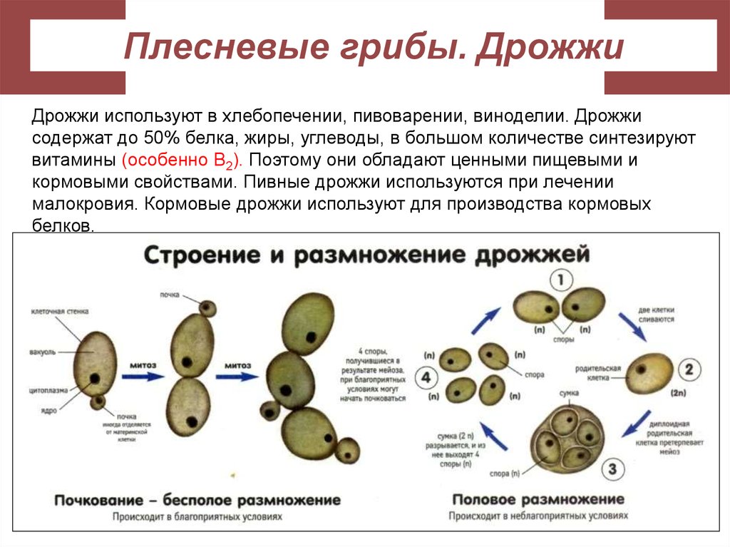 Какое значение имеют дрожжи в жизни человека. Клетки грибов дрожжей. Дрожжи грибы строение. Размножение дрожжей биология. Дрожжи строение.
