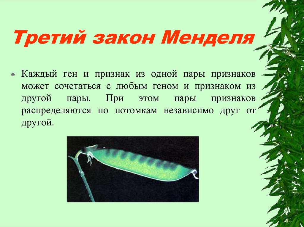 Третий закон Менделя