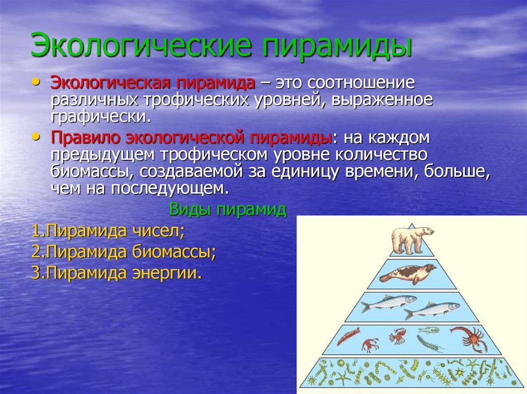 Трофические уровни живых организмов. Экологические пирамиды пирамида биомасс. Экологическая пирамида 9 класс биология. Экологическая пирамида это в биологии 11 класс. Экеологическаяпирамида.