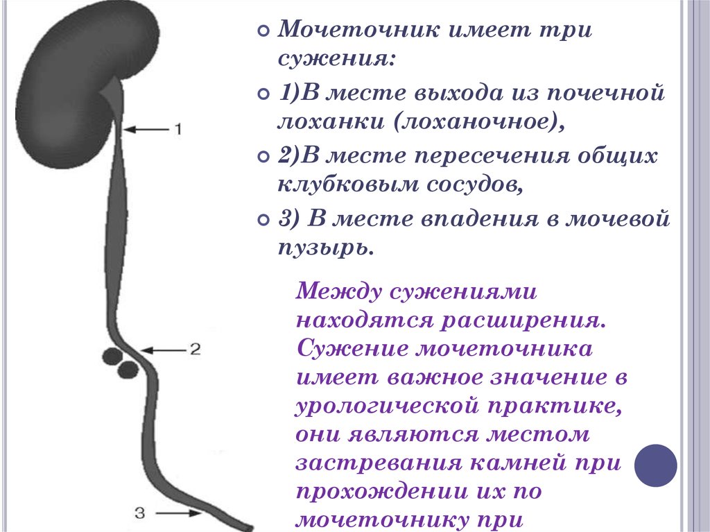 Как проходит мочеточник