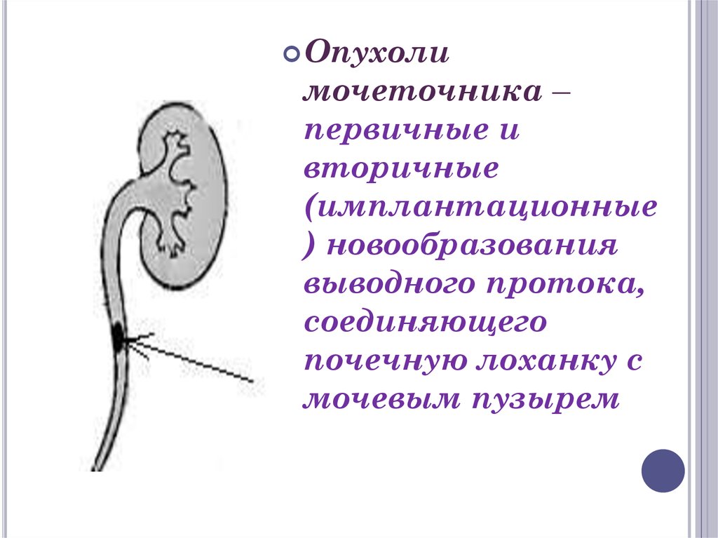 Мочеточник строение и функции