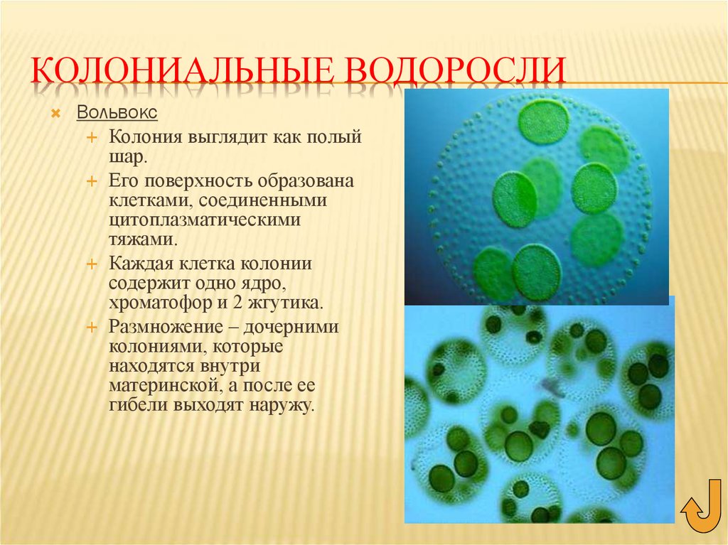 Зеленые водоросли форма. Колониальные водоросли вольвокс. Зеленые водоросли вольвокс. 10. Колониальные водоросли (вольвокс). Клетки колонии вольвокса.