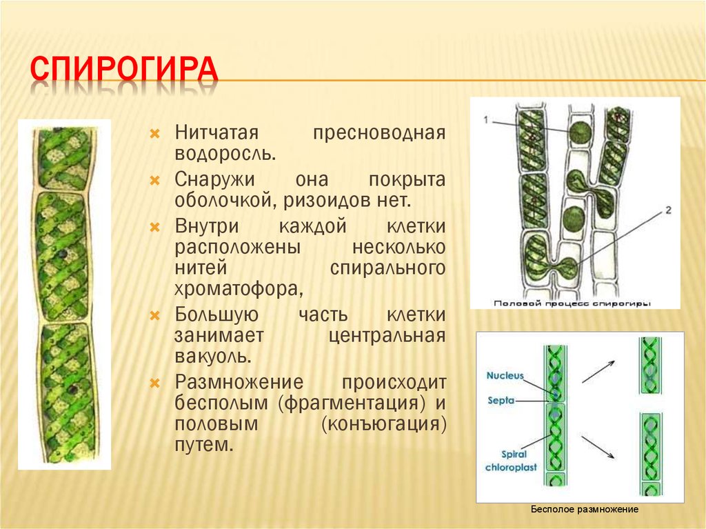 Водоросли являются низшими. Многоклеточные зеленые водоросли спирогира. Спирогира зеленая нитчатая водоросль. Улотрикс и спирогира. Строение таллома спирогиры.