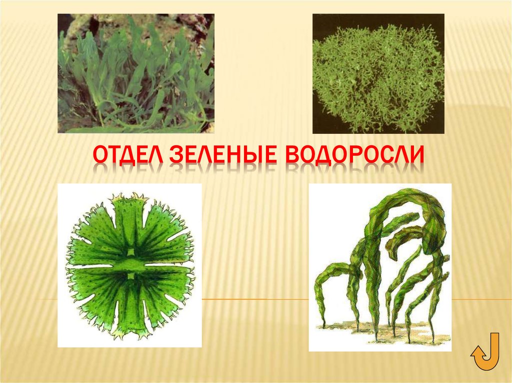 Отдел зеленые водоросли представители. Водоросли отдел зеленые водоросли. Зелёные водоросли названия. Отдел зеленн зеленый водоросли.